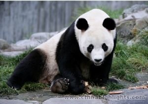 Chengdu Escapade